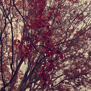 Meet your Posher, Liliana